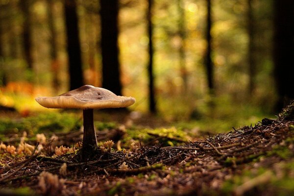 Ein Pilz, der im Herbstwald steht