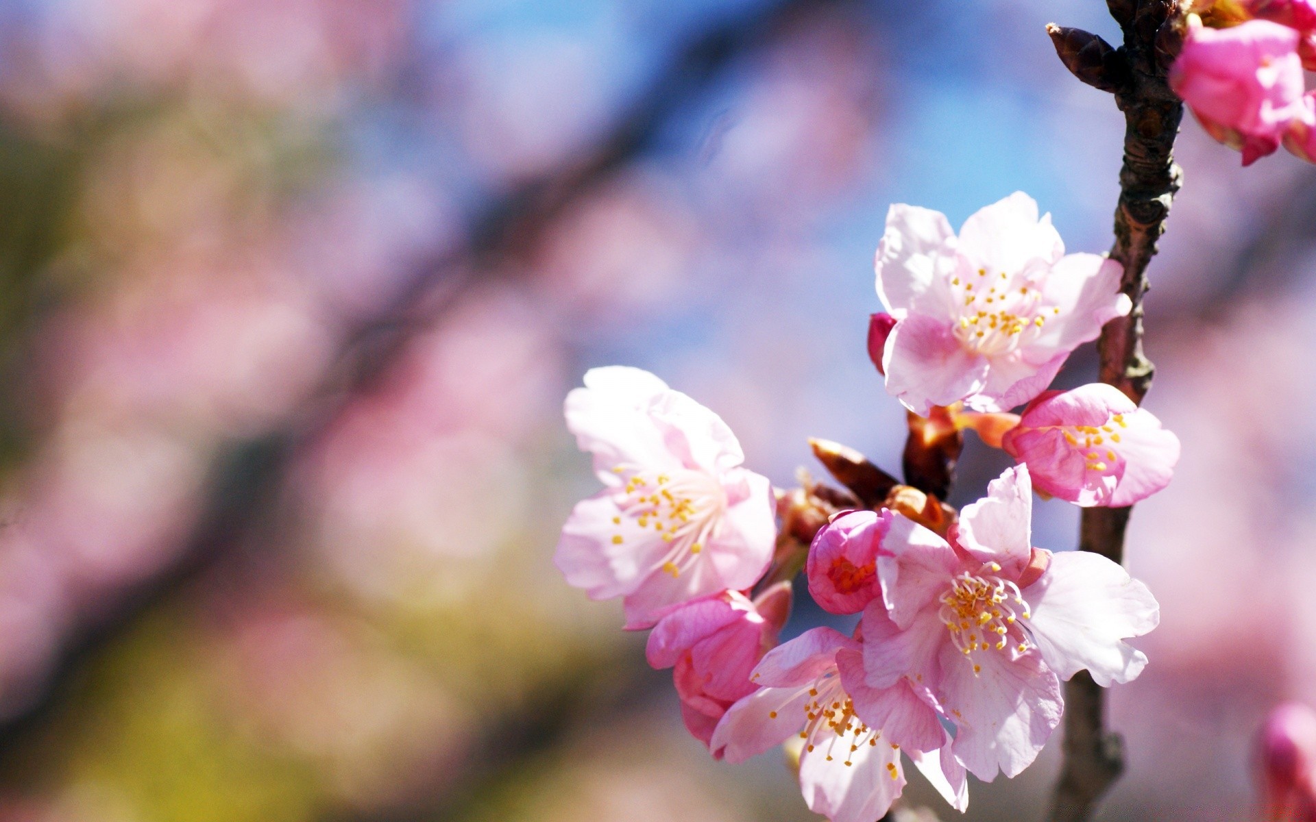 makro kirsche blume natur zweig apfel baum pflaume blatt flora wachstum pfirsich im freien garten kumpel aprikose hell blühen unschärfe blütenblatt