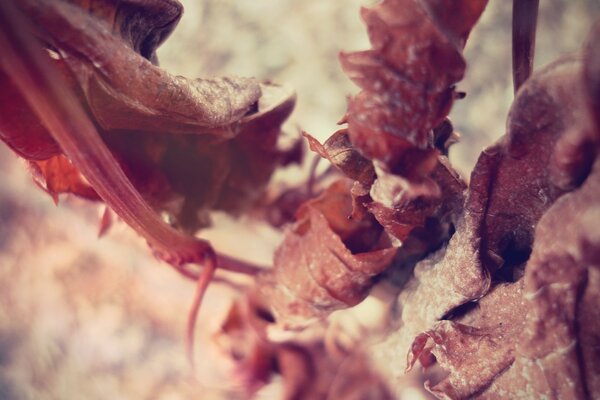 Naturbild mit Makroaufnahmen