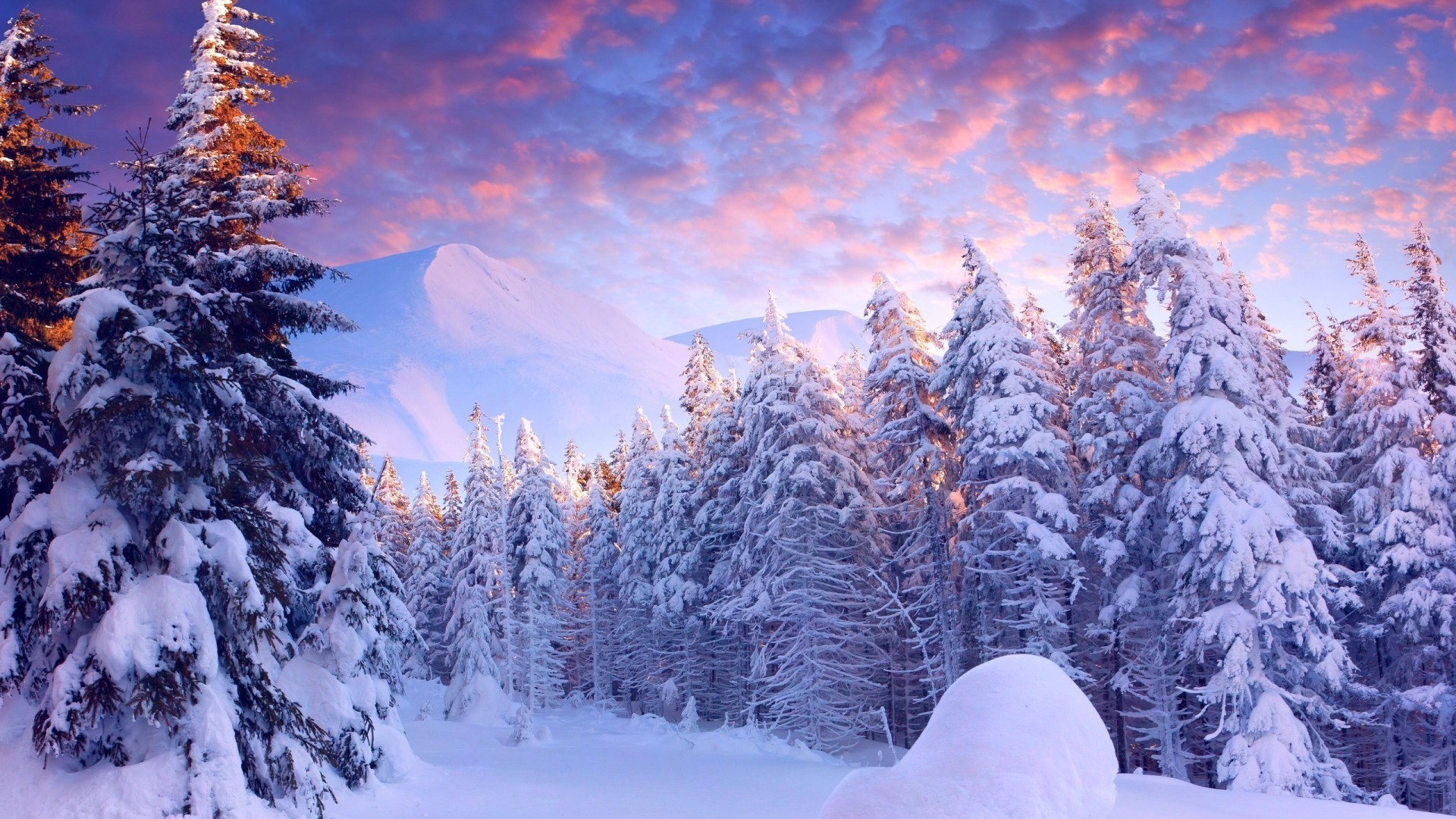 winter schnee kälte frost holz saison tanne gefroren landschaftlich berge evergreen baum fichte landschaft kiefer eis verschneit weihnachten wetter nadelbaum