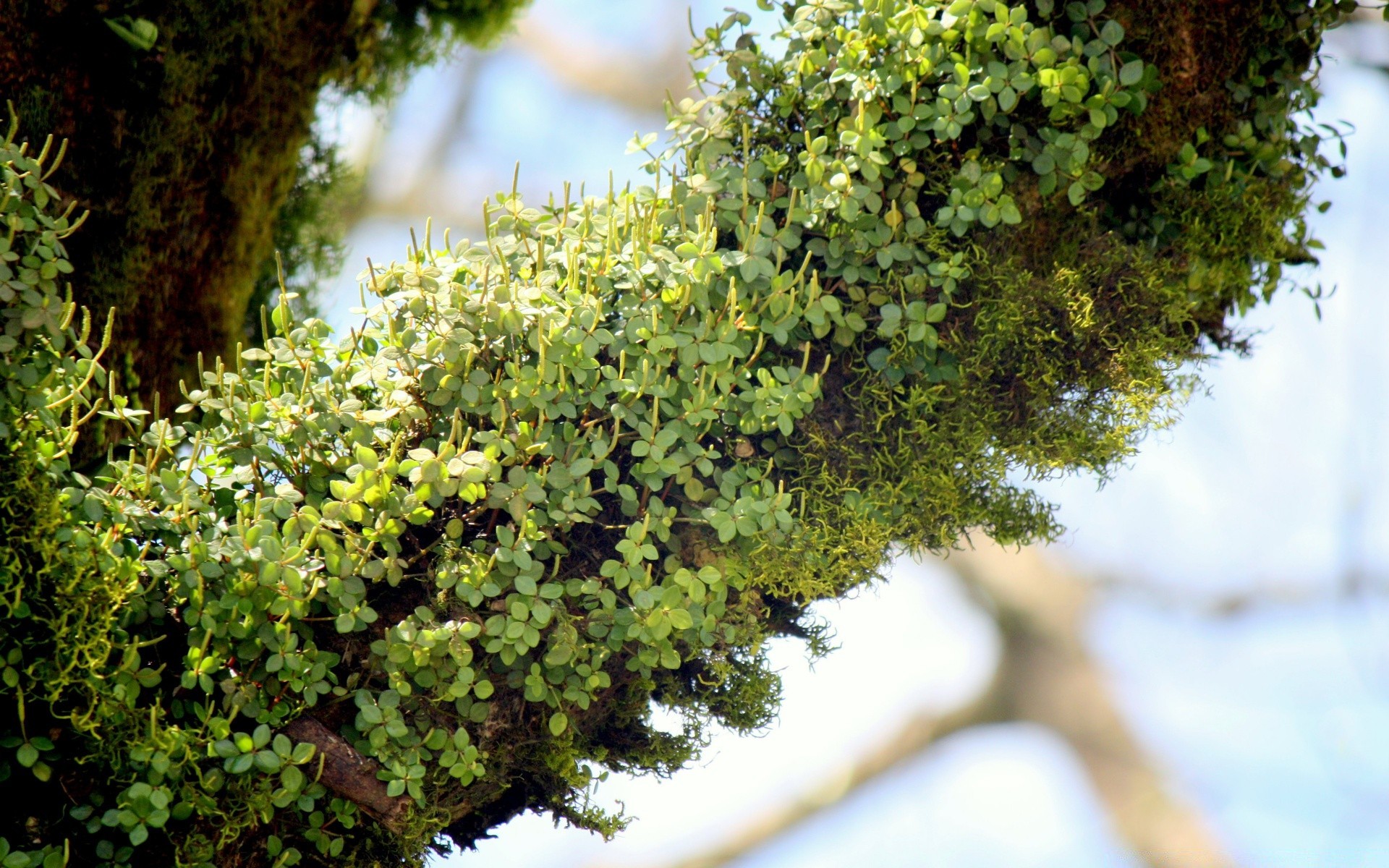 makroaufnahme flora blatt natur baum wachstum garten umwelt im freien holz zweig sommer blume desktop strauch park botanisch