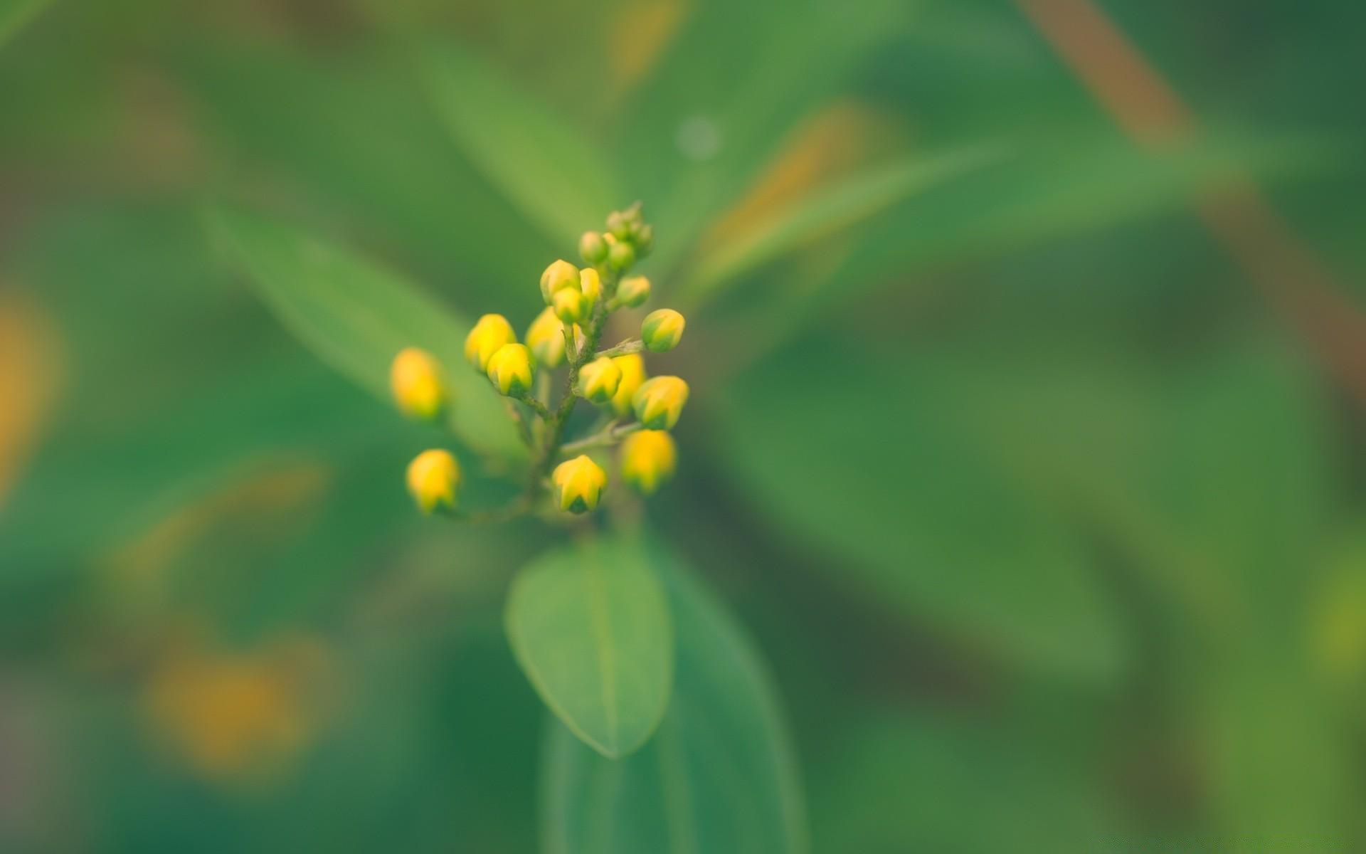 makroaufnahme blatt natur flora wachstum sommer unschärfe hell gras im freien wenig garten blume