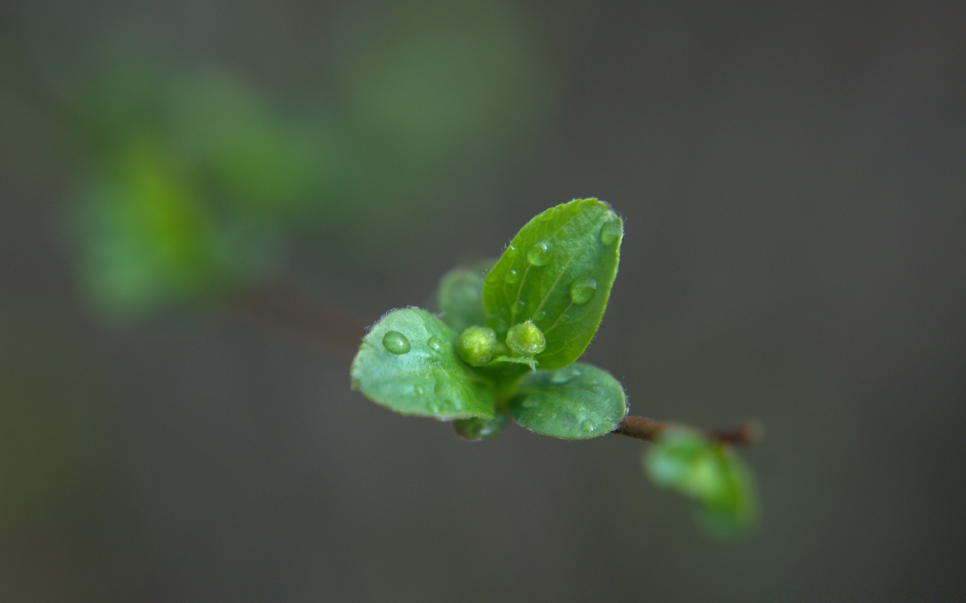 makroaufnahme blatt regen natur flora wachstum tau wenig unschärfe dof garten fallen im freien