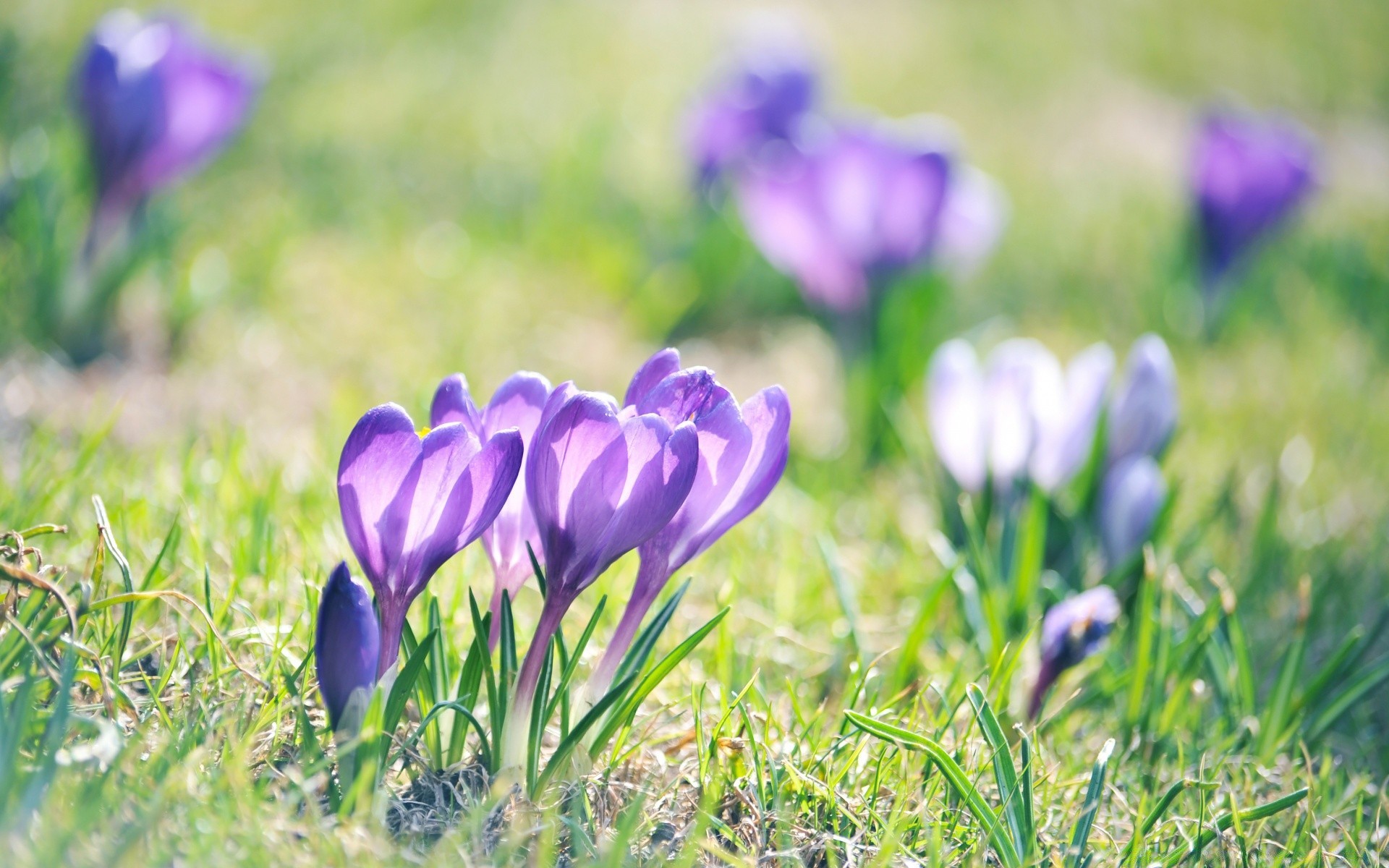makroaufnahme blume natur flora gras garten heu blatt krokus feld sommer blumig blühen wachstum jahreszeit violet ostern blütenblatt hell im freien
