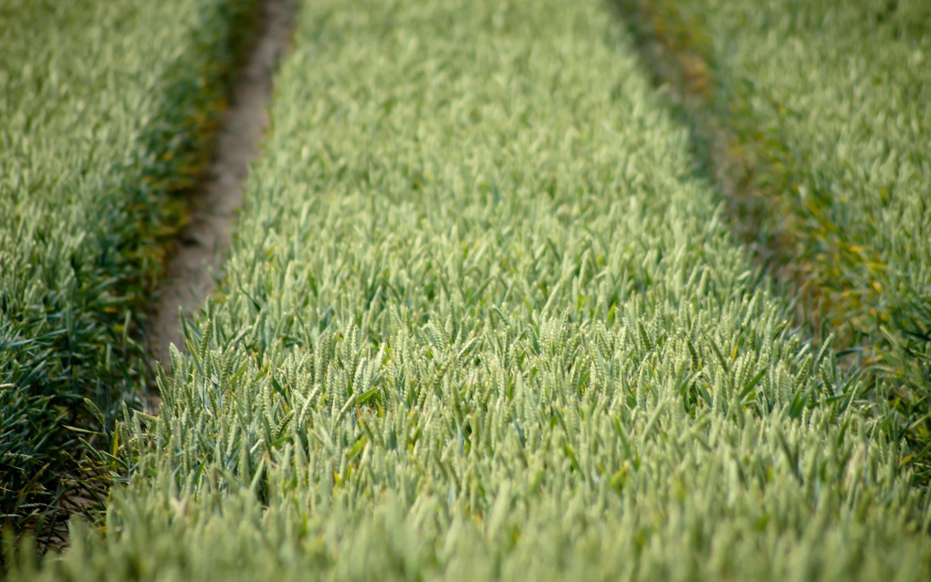 makro feld gras boden wachstum landwirtschaft natur rasen bauernhof flora sommer im freien boden blatt des ländlichen garten desktop weide heuhaufen