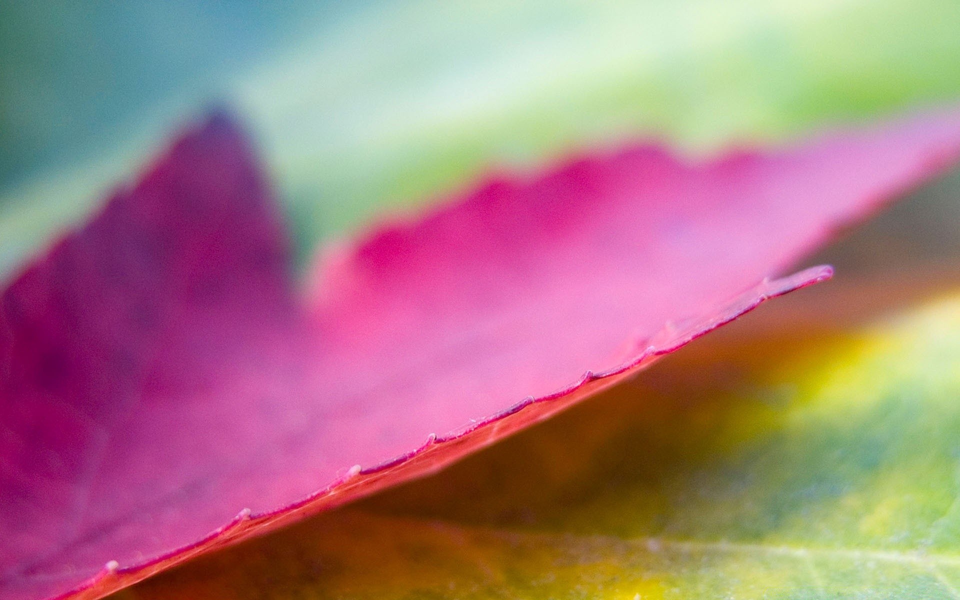 makro blatt unschärfe abstrakt natur sommer kunst blume farbe hell regen flora wasser künstlerisch garten tau