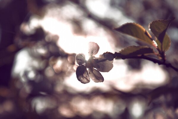 Ästhetik der natürlichen Stimmung im Herbst