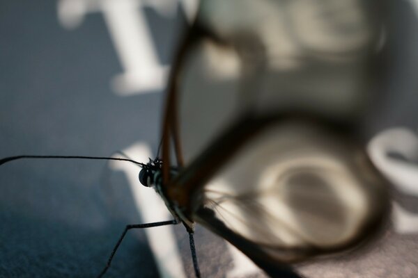 Großes Insekt Nahaufnahme