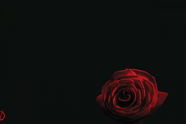 Rote Rose Blume auf schwarzem Hintergrund
