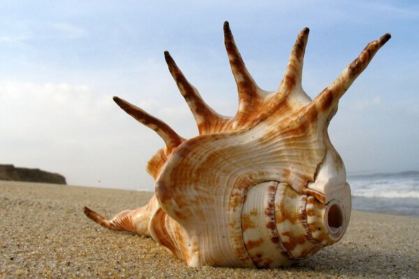 Muschelmalerei auf Sand vor dem Hintergrund des Meeres