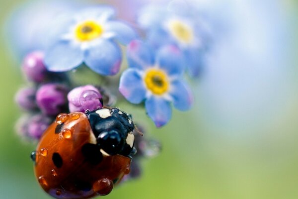 Marienkäfer auf einer Blume