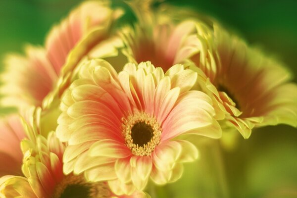 Orange-gelbe Gerbera Nahaufnahmen