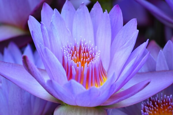 Sanfter Lotus auf blauem Hintergrund