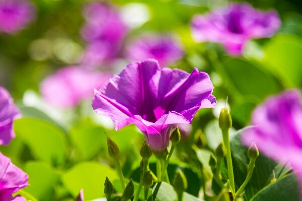 Blumen mit Blättern in der Natur