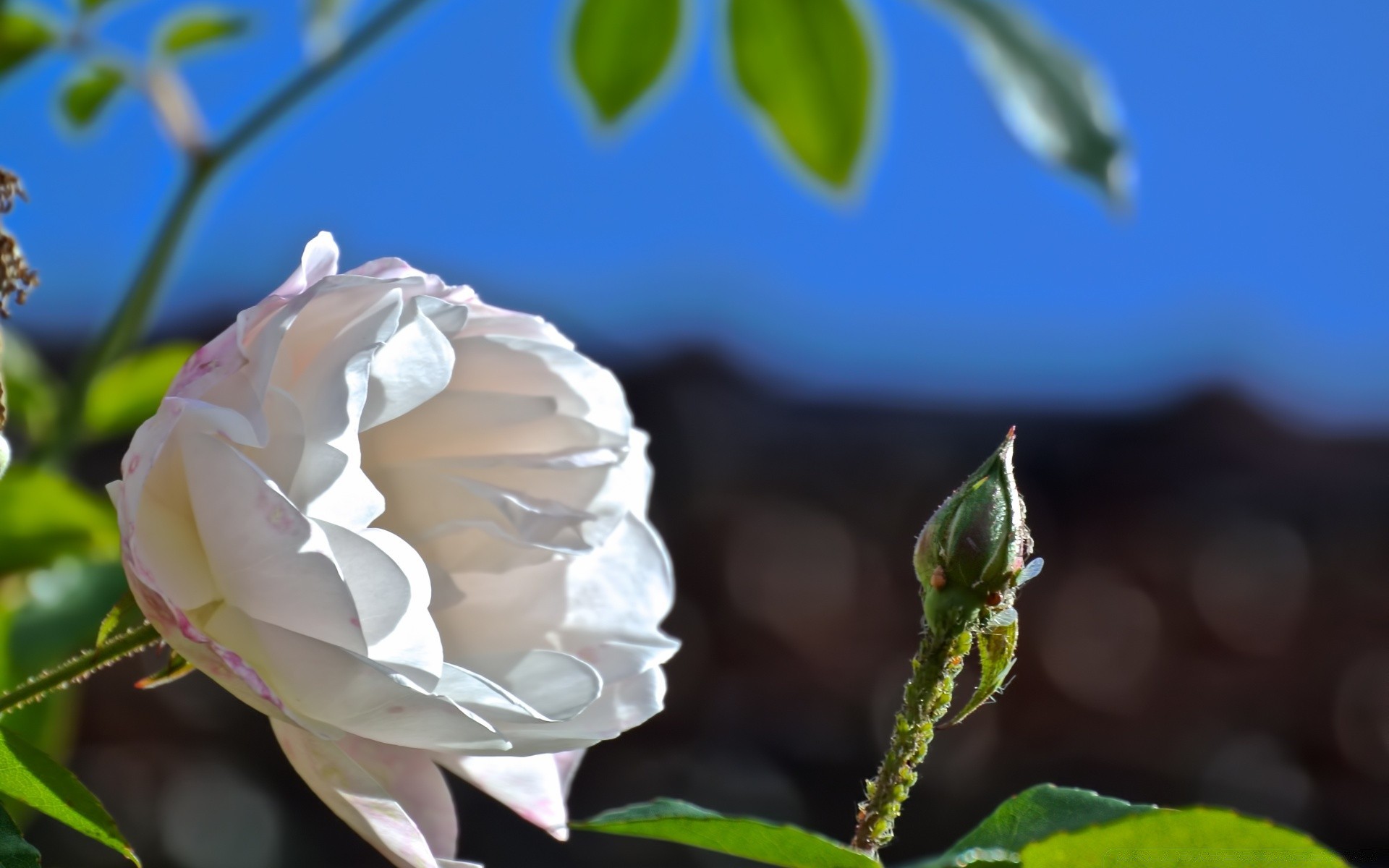 makro blume natur blatt flora rose garten sommer schön romantik blumen liebe farbe blütenblatt hell blühen im freien hochzeit romantisch wachstum