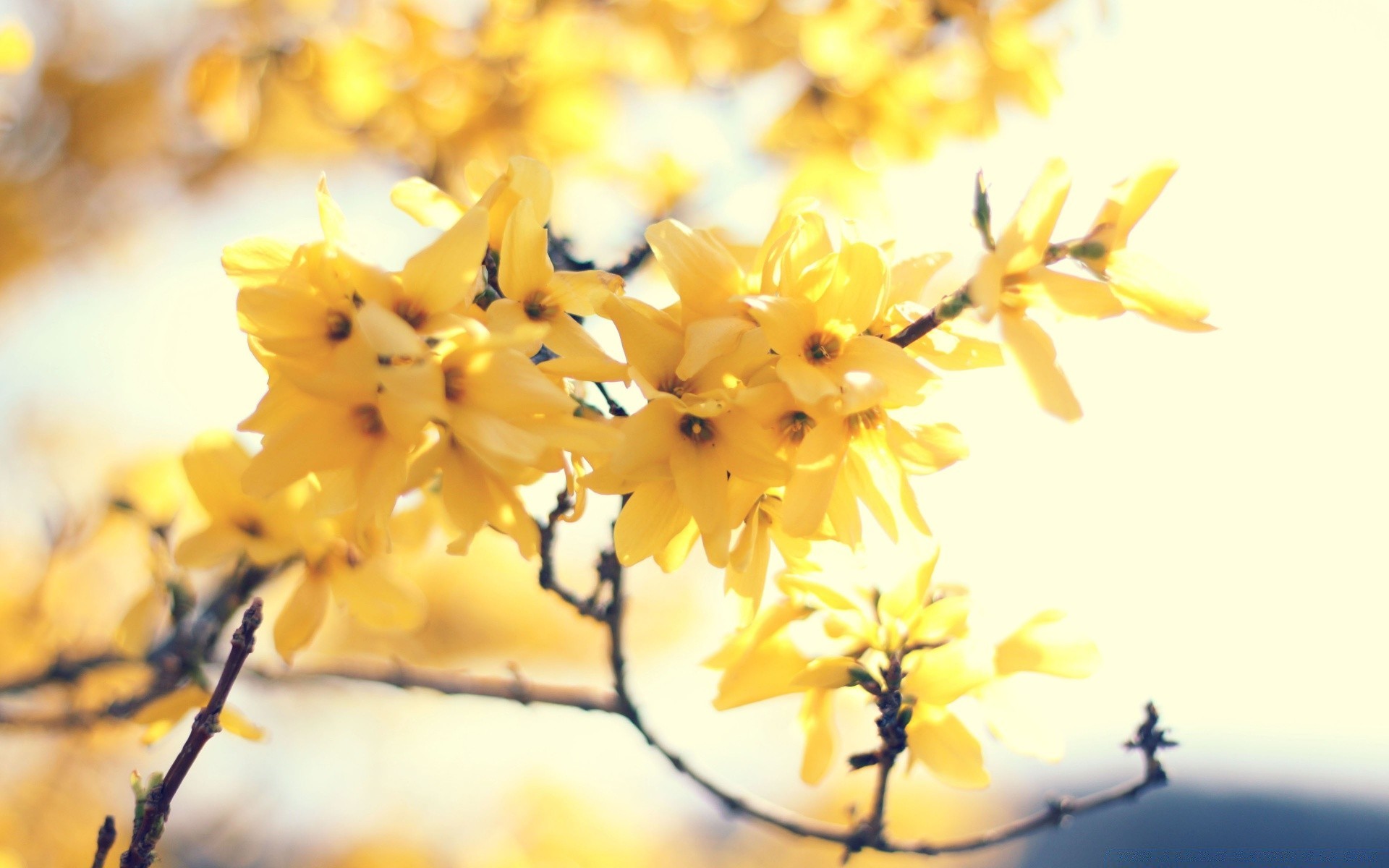 blumen natur blume unschärfe blatt baum zweig saison flora gutes wetter farbe im freien schließen licht desktop