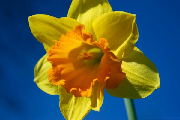 Blassgelbe Blume am blauen Himmel