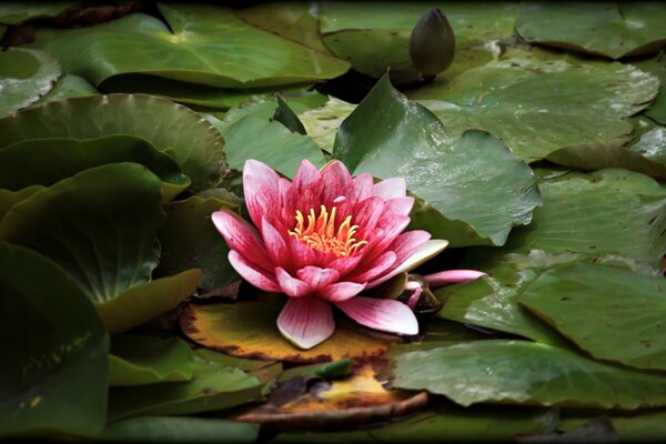 Roter Lotus ruht am Teich