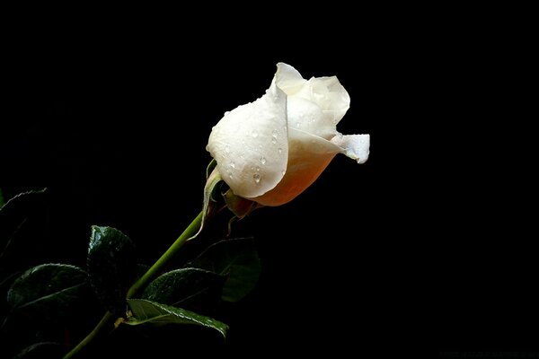 Schöne weiße Rose