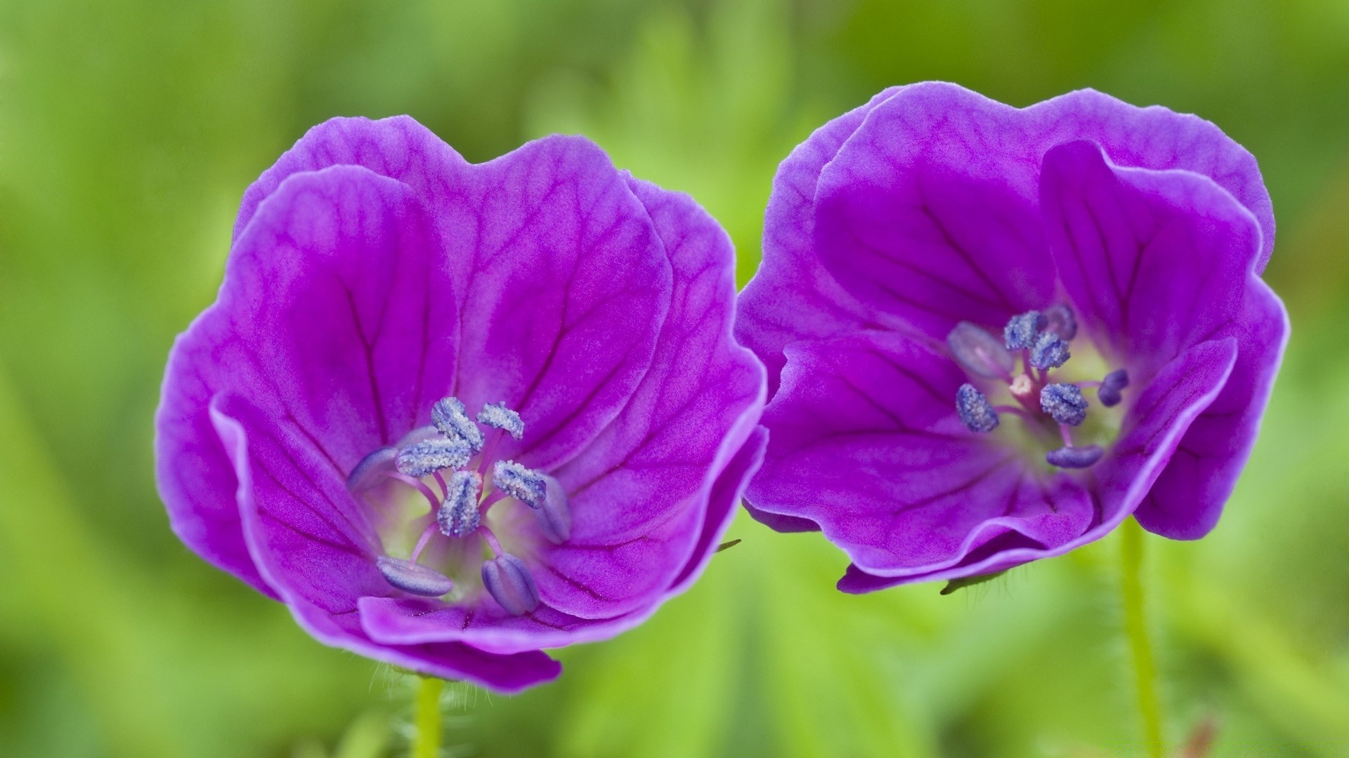 blumen natur blume flora garten sommer blühen blatt violet blütenblatt blumen farbe hell wachstum im freien schließen