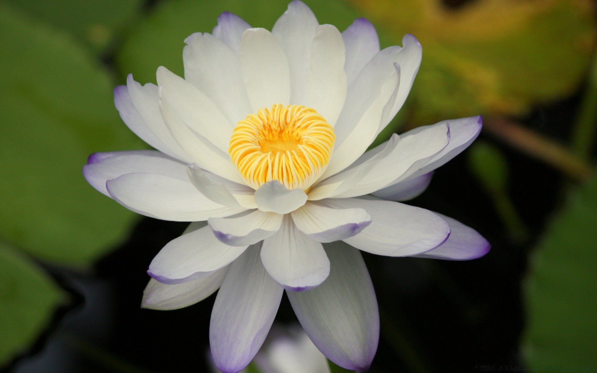 blumen blume flora blatt lotus natur blühen pool garten blütenblatt lilie blumen sommer tropisch seerose wasser zen schön botanisch exotisch