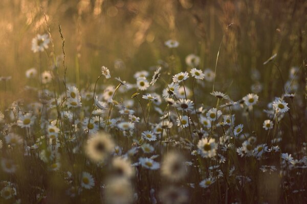 Verschwommene Gänseblümchen. Das Feld. Die Natur