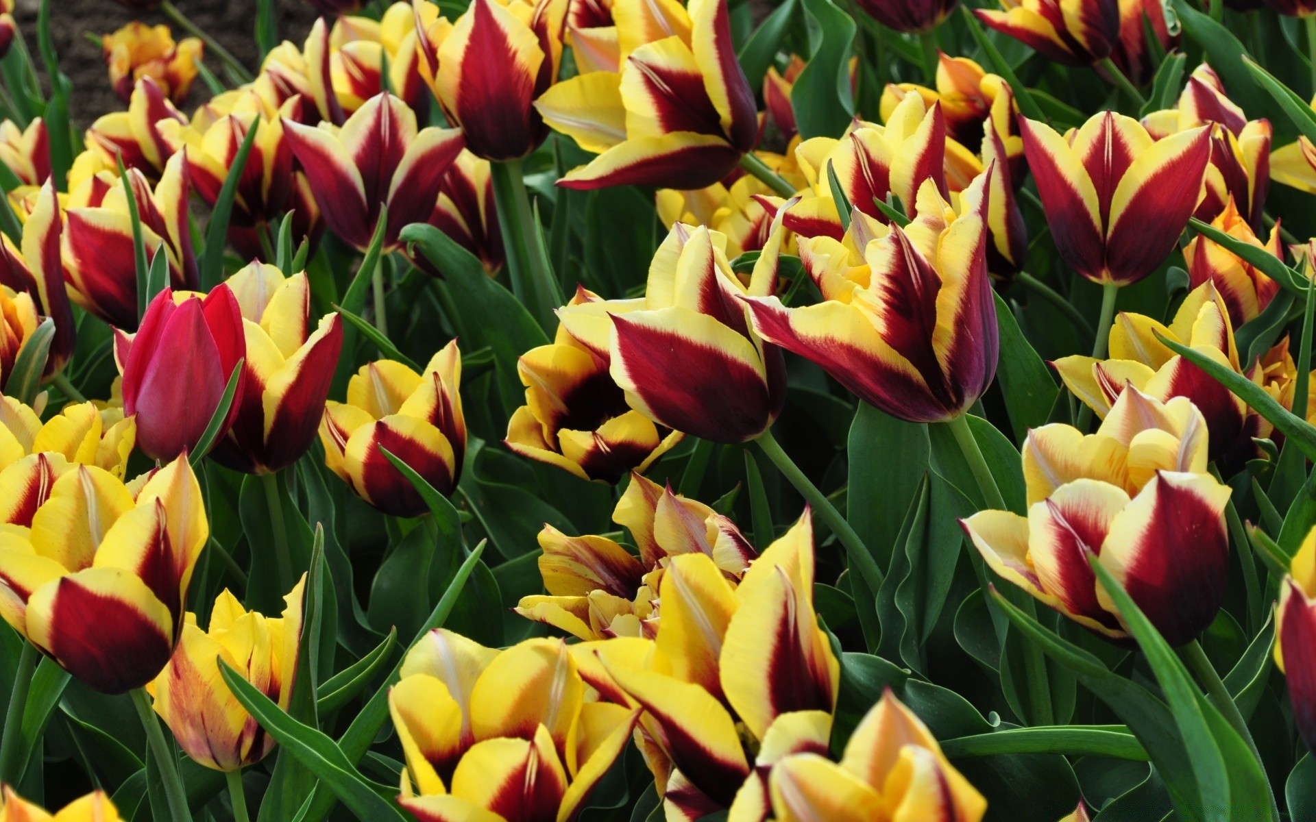 blumen tulpe natur garten blume flora blatt ostern hell blumen blütenblatt blumenstrauß sommer farbe jahreszeit wachstum feld blühen