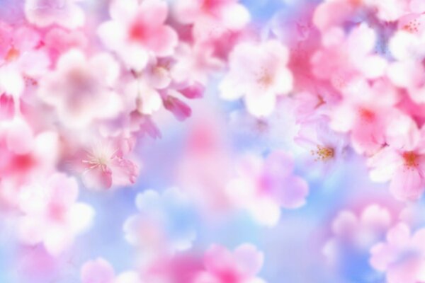 Zarte rosa Blüten. Unschärfe