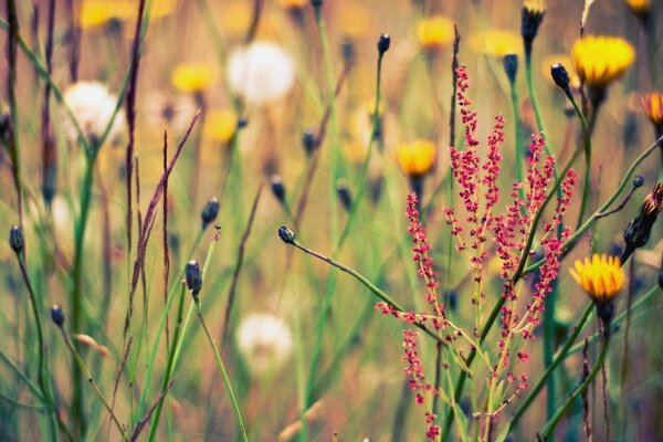 Feld mit Kräutern und Blumen