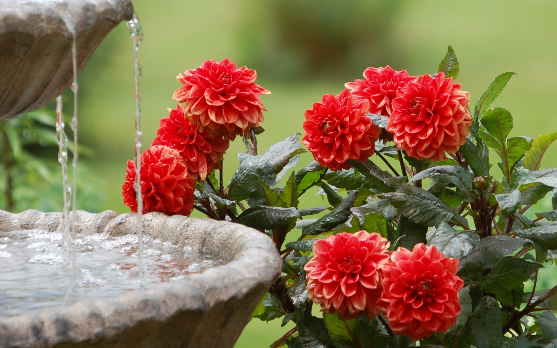 blumen natur garten blume flora blatt sommer blumen blühen im freien farbe schließen schön rose kopf blütenblatt