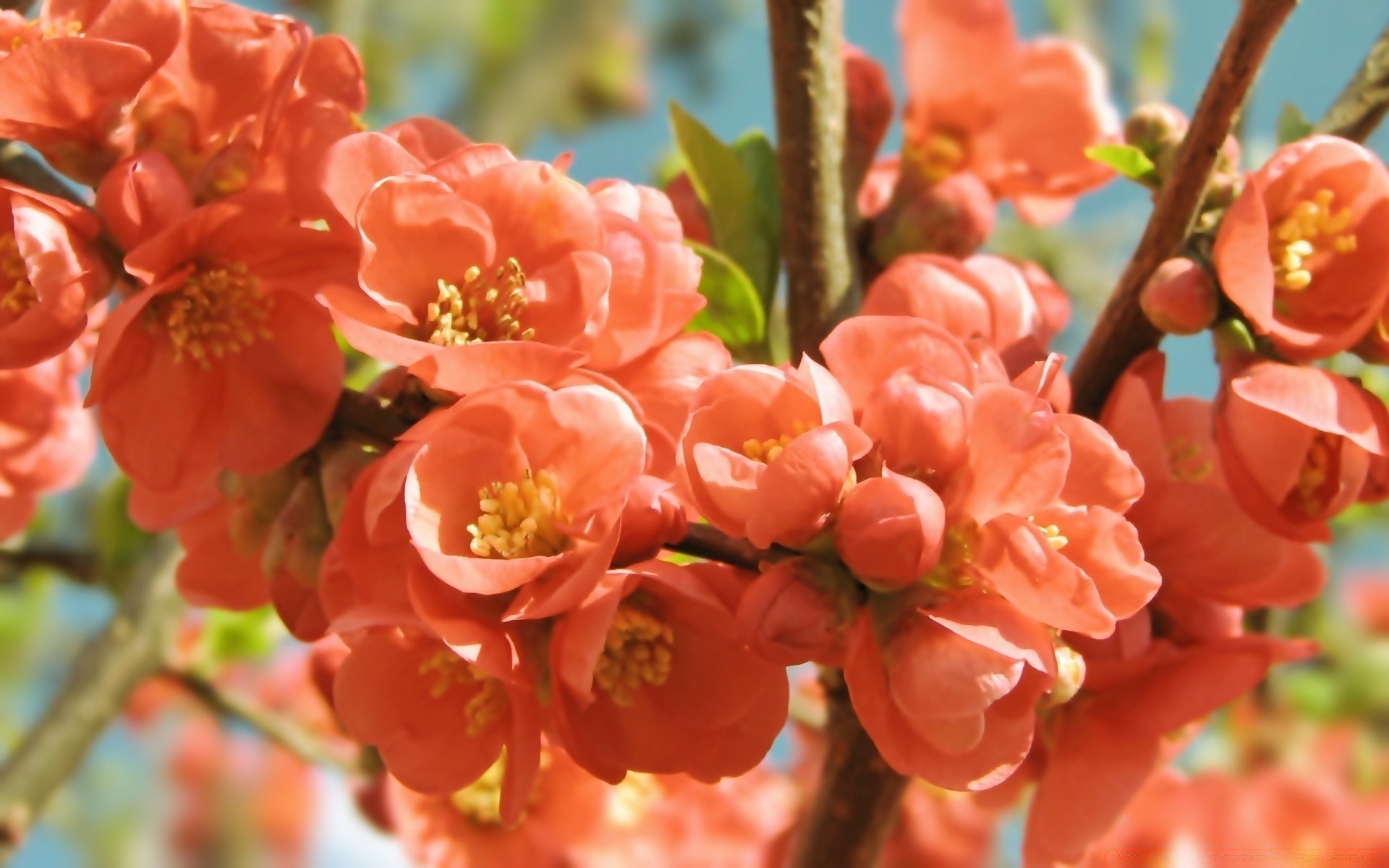 blumen natur blume zweig garten flora baum blatt im freien wachstum blühen saison sommer hell blütenblatt kirsche schließen