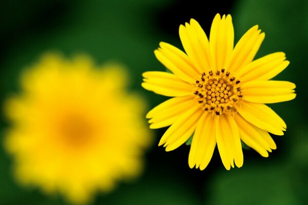 Gelbe Blume Nahaufnahme
