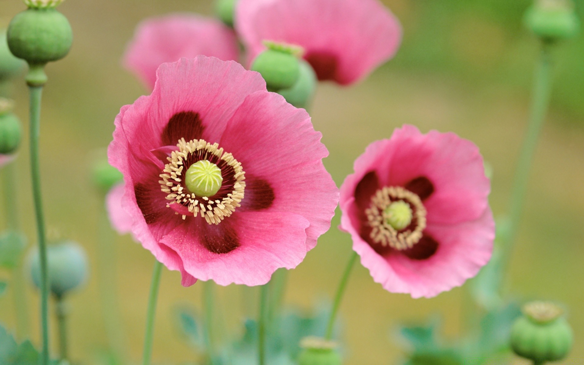 blumen blume natur flora sommer floral hell blatt blühen garten schließen blütenblatt farbe wachstum im freien schale pollen wild schön poppy
