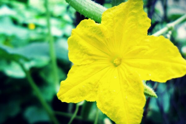 Gelbe Blume, die wie ein Stern aussieht