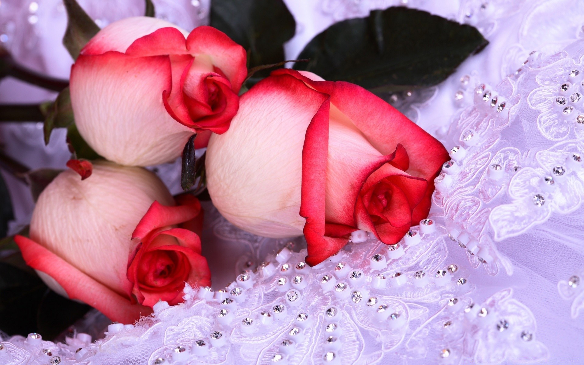 blumen blume liebe rose romantik schön blütenblatt geschenk romantisch blumen hochzeit natur