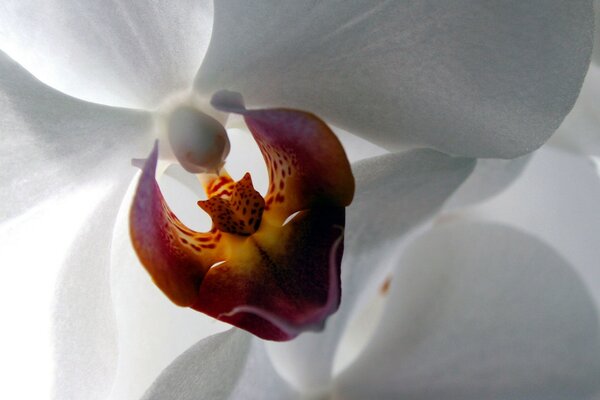 Schöne Orchidee auf dem Bildschirmschoner
