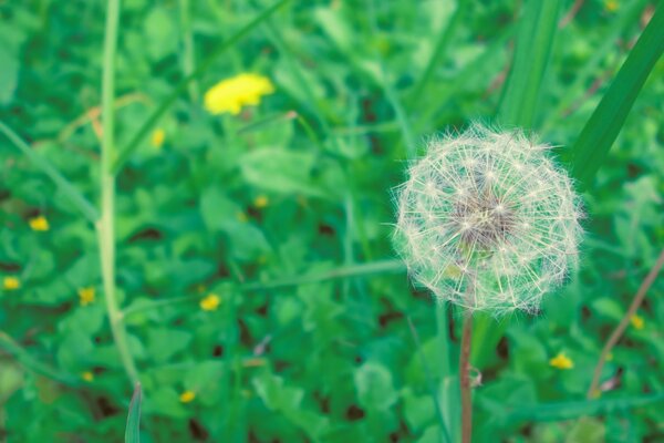 Löwenzahnblumen-Makroaufnahme im Feld