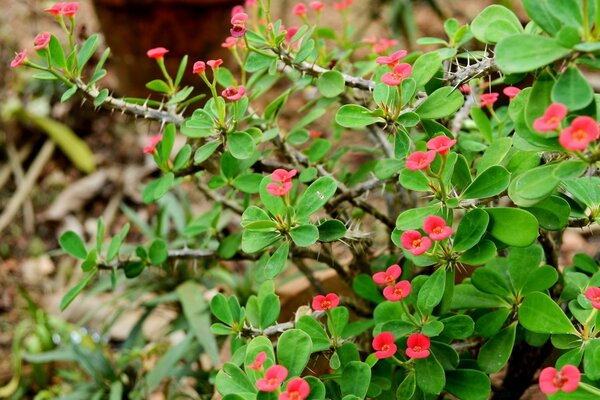 Rote Blumen. Feldblumen. Busch
