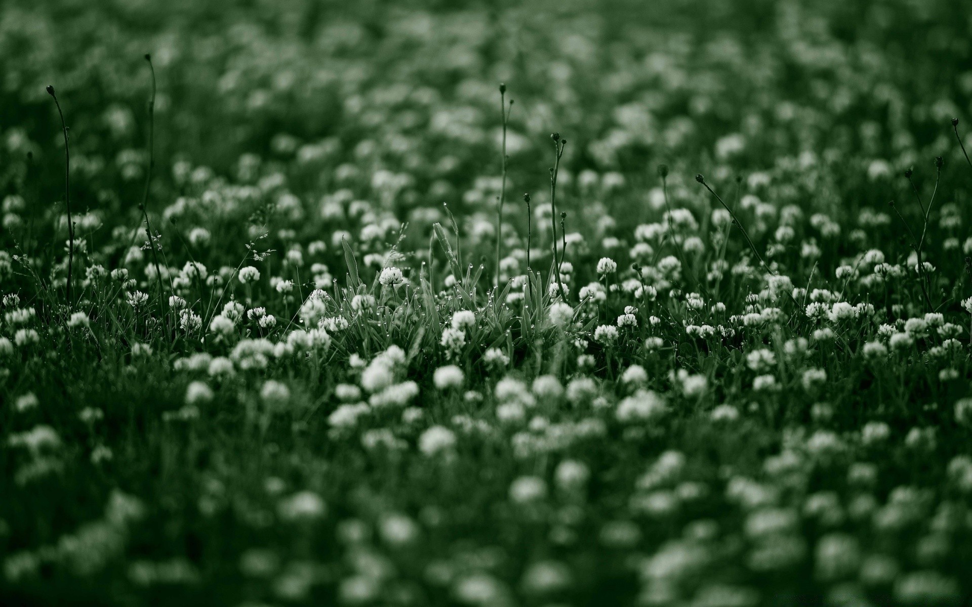 blumen feld gras heu natur saison blume flora des ländlichen im freien farbe bauernhof wachstum blatt landwirtschaft rasen desktop textur boden sommer