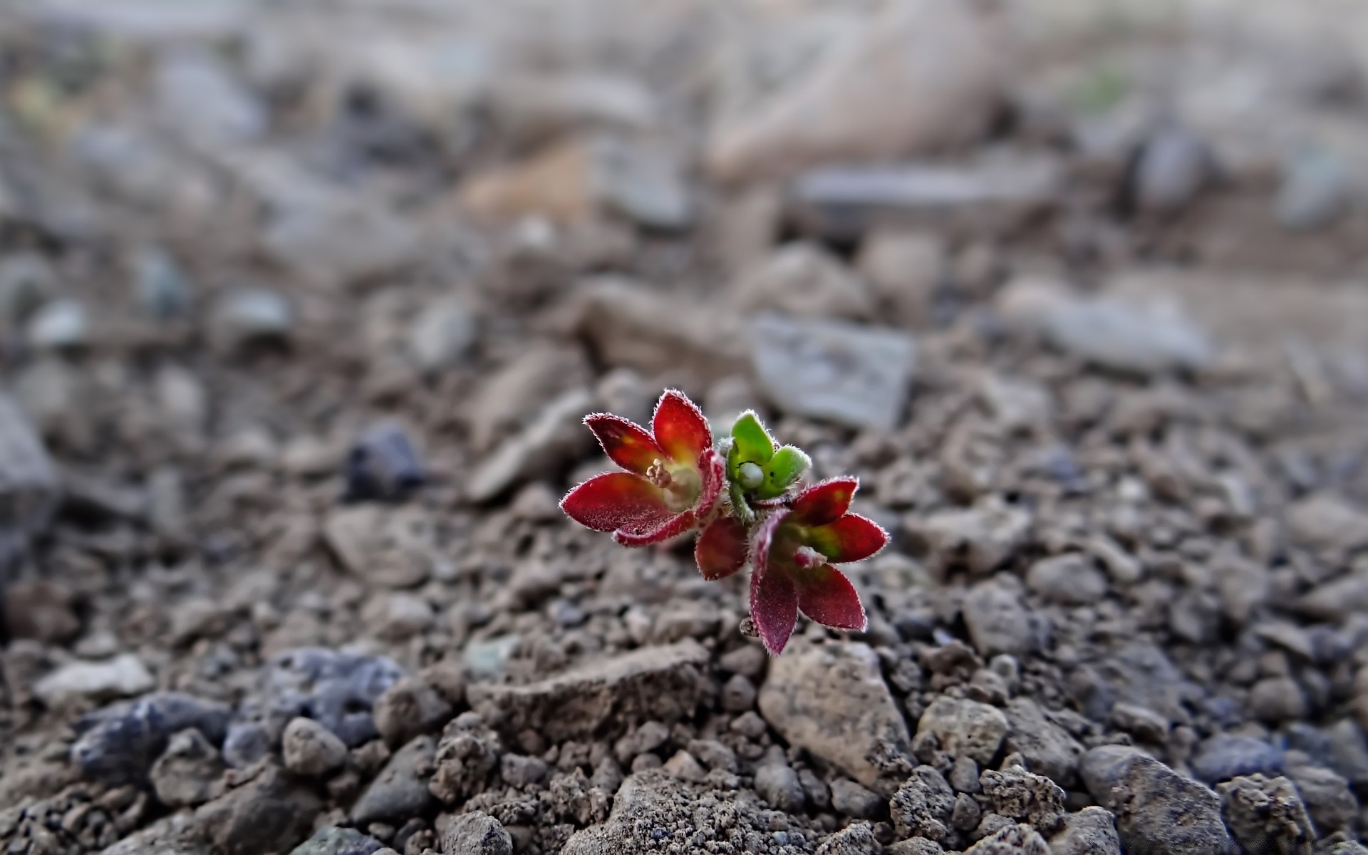 blumen natur boden boden im freien sommer kugelförmig wenig blatt flora schließen