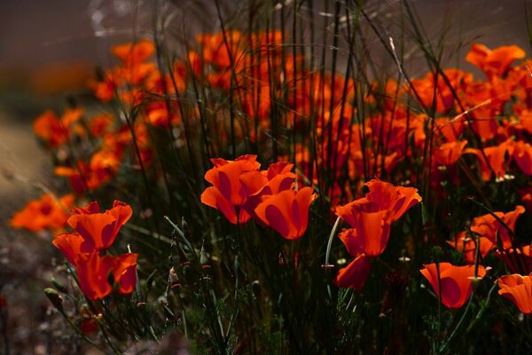Strenge Säulen von wachsenden Blumen