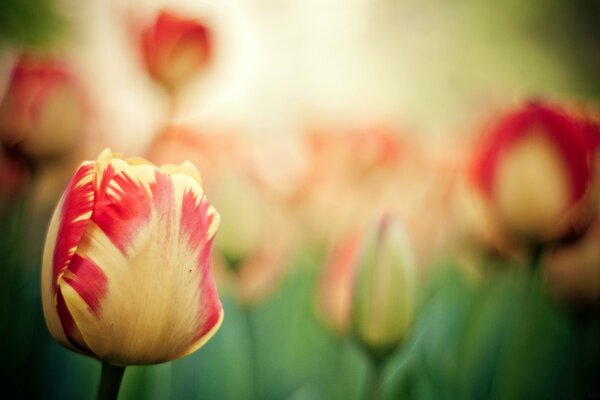 Rot-gelbe Tulpen Nahaufnahme