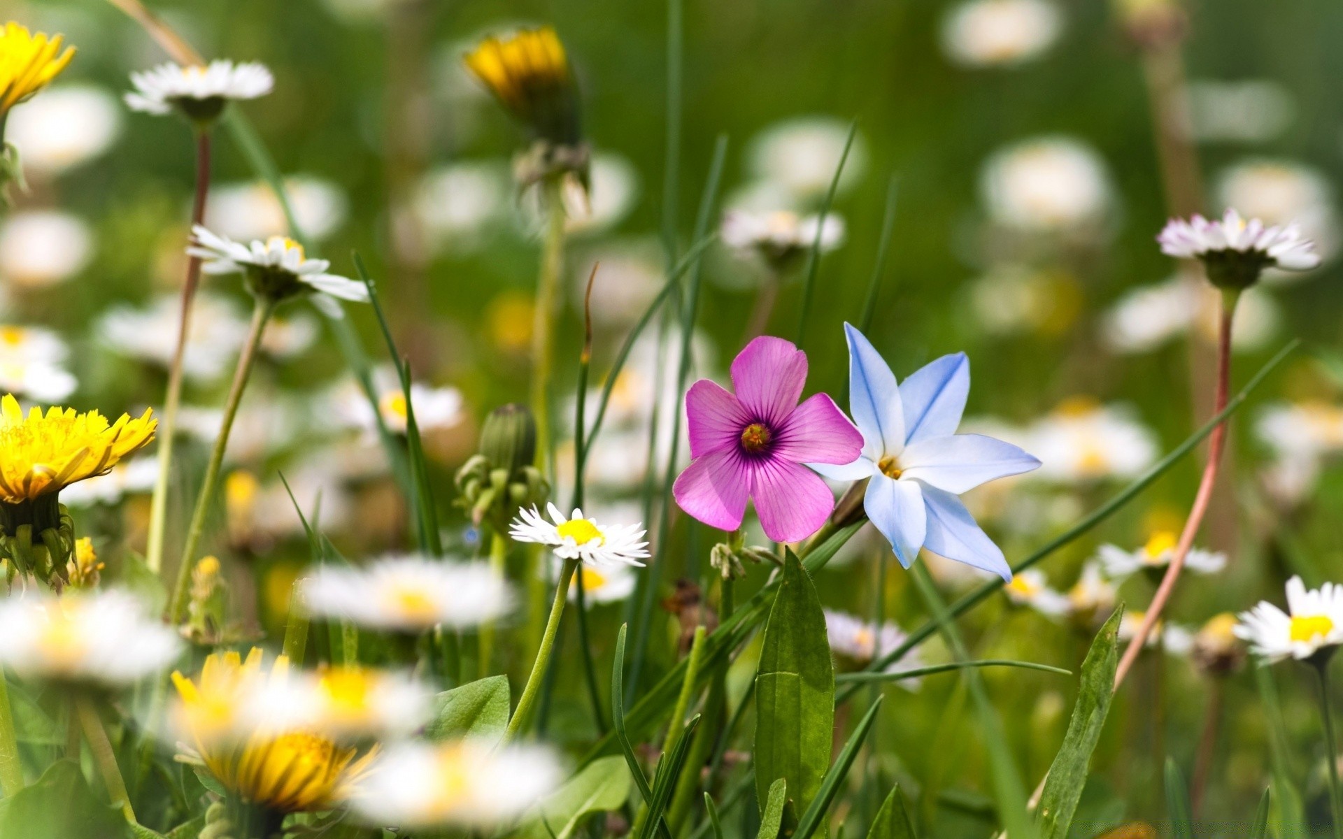blumen natur blume sommer flora gras garten feld heuhaufen wachstum hell blühen im freien blatt des ländlichen gutes wetter saison schließen blumen sonne