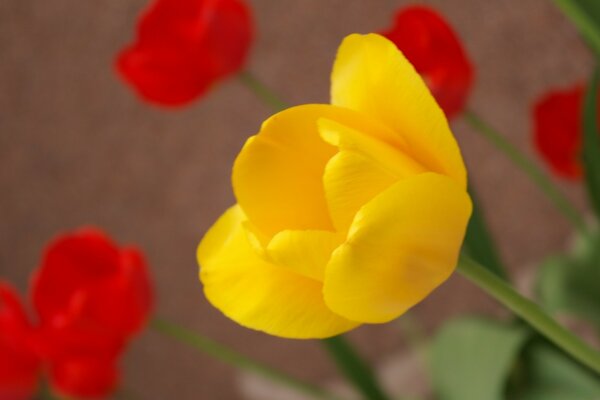 Gelbe Tulpen sind Trennungsboten?
