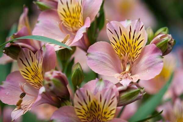Unglaublich farbreiche Blumen