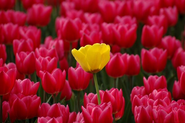 Landschaft der schönen Tulpenplantage