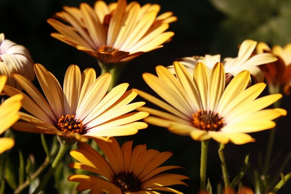 Schöne Natur, schöne Blumen