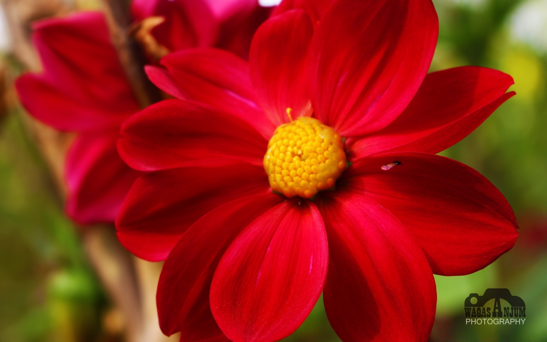 blumen natur flora blume sommer garten hell blatt farbe wachstum saison blütenblatt im freien schließen blühen