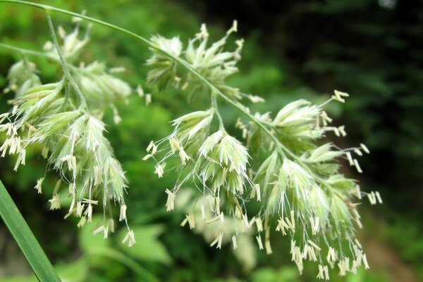 Ein blühender und flauschiger Grassporn