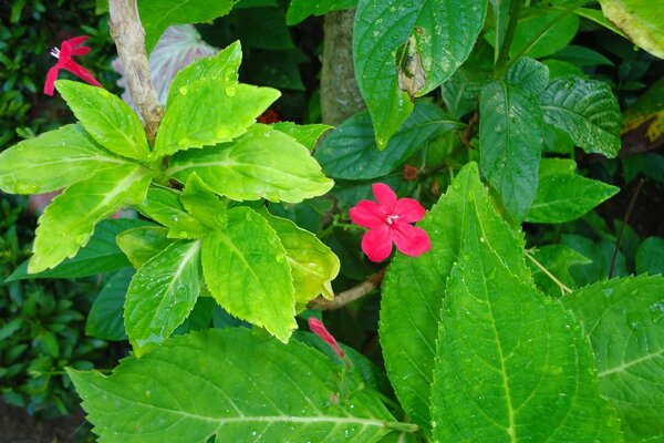 Scharlachrote Blume mit doppelten saftigen grünen Blättern